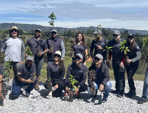 Volunteer activity: Planting a tree for a better future